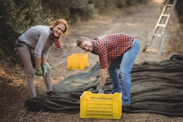 Homem e mulher que trabalham na quinta de oliveiras — Fotografia de Stock