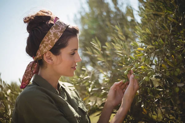 Frau hält Olivenbaum auf Bauernhof — Stockfoto