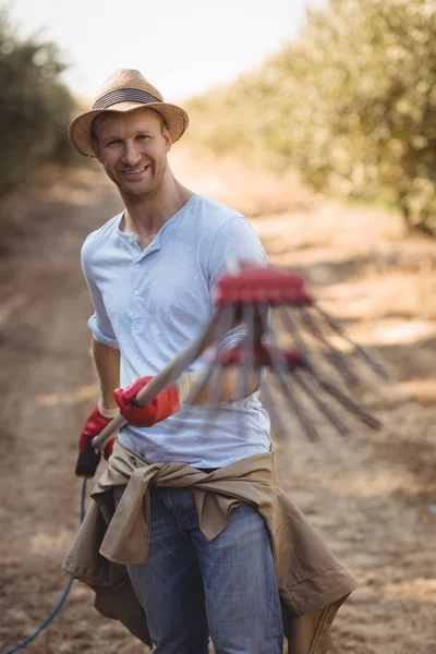 Agricultor macho que posee rastrillo de oliva en la granja — Foto de Stock