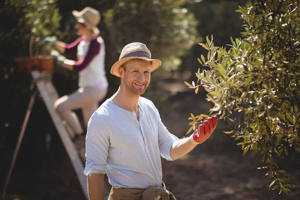 Man plucking olives with woman — Stock Photo, Image