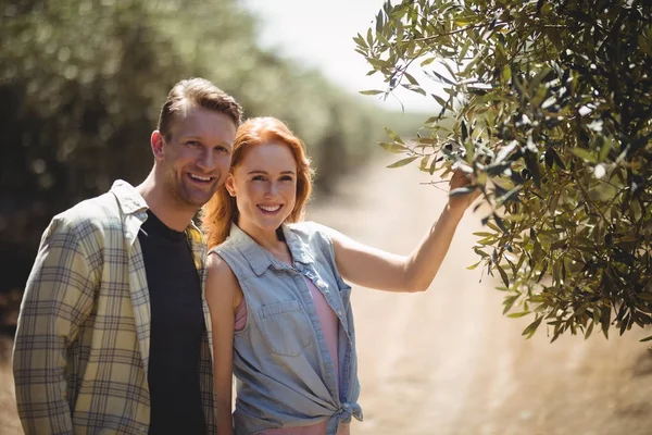 Пара, стоящая у оливкового дерева на ферме — стоковое фото