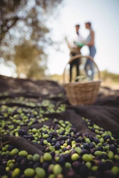 Svarta och gröna oliver på textil med par — Stockfoto