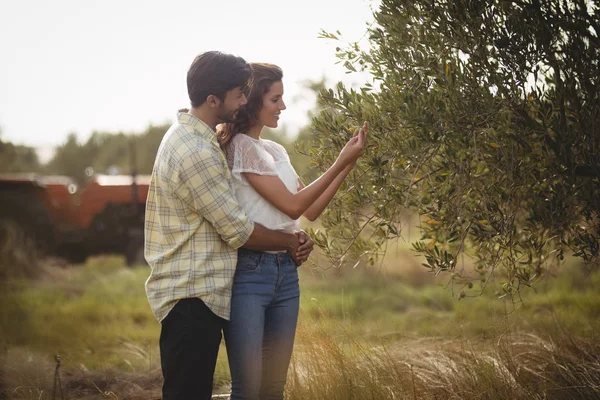 Пара стоїть на дереві на фермі — стокове фото