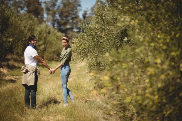 Пара, стоящая на оливковой ферме — стоковое фото