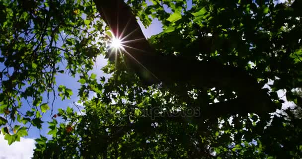 Upward view of tree in garden — Stock Video