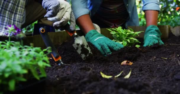 植物を植えるシニア カップル — ストック動画