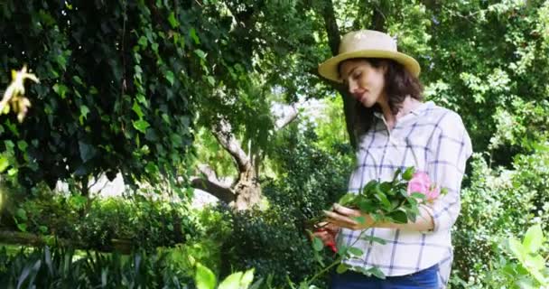 Woman cutting flower stem in garden — Stock Video