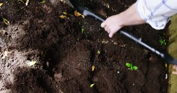 Osoba, míchání půdy s lopatou v zahradě — Stock video