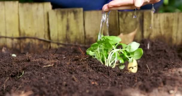 Vrouw water plant in de tuin — Stockvideo