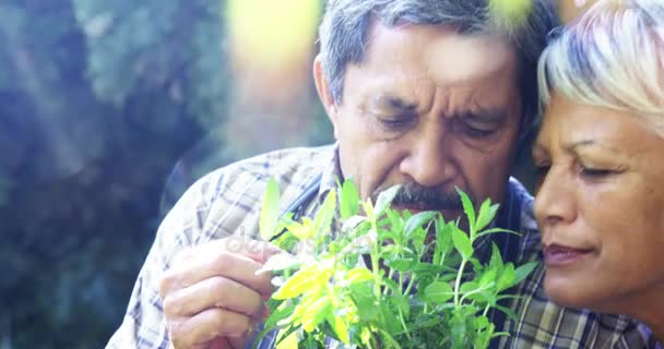 Ανώτερος ζευγάρι μυρίζοντας φυτό — Αρχείο Βίντεο