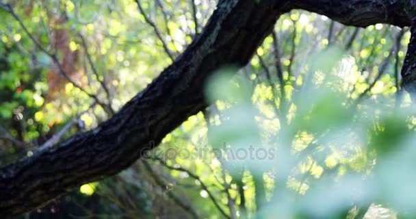 Χλωρίδα στον κήπο κατά τη διάρκεια του καλοκαιριού — Αρχείο Βίντεο