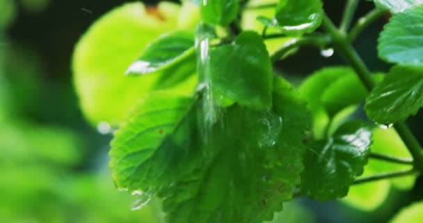 Parkta sulanan bitki — Stok video