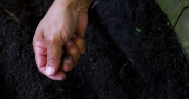 Homem sênior plantando sementes no solo — Vídeo de Stock