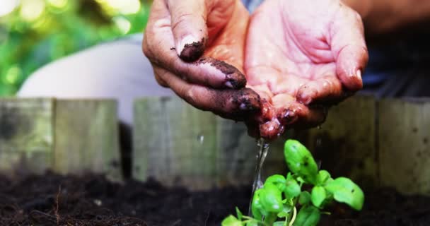 年配の男性が植物に水をまく — ストック動画