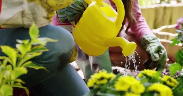 Пара поливає квітку в саду — стокове відео