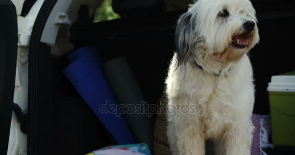 Cão de estimação no porta-malas do carro — Vídeo de Stock