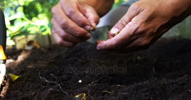 Ανώτερος άνθρωπος, φυτεύοντας σπόρους στο χώμα — Αρχείο Βίντεο