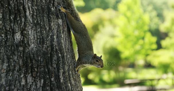 Écureuil sur le tronc d'arbre dans le parc — Video