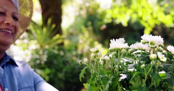 Senior couple spraying water on flowers — Stock Video