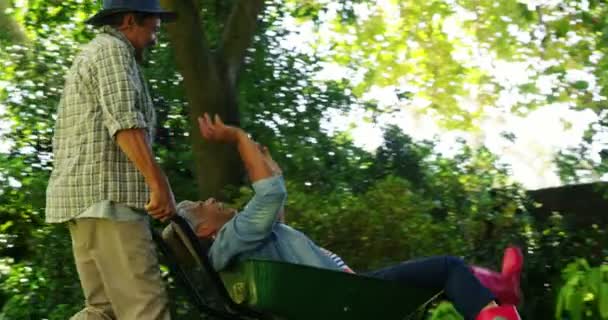 Senior man giving woman ride in wheelbarrow — Stock Video