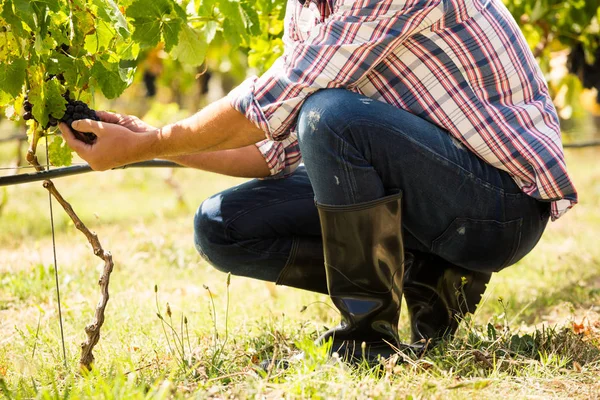 Człowiek, dotykając winogron — Zdjęcie stockowe