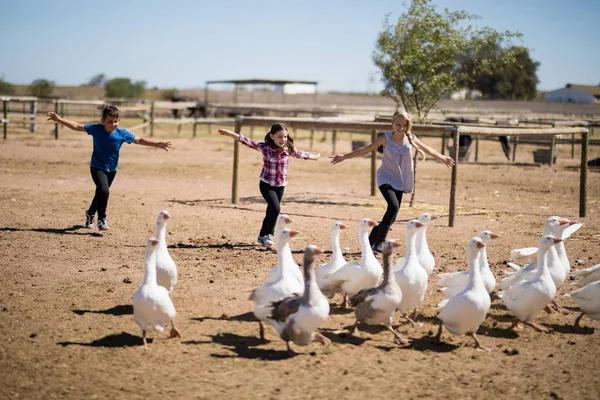 Niños corriendo hacia el rebaño de gansos — Foto de Stock