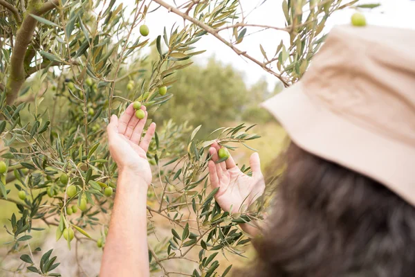 Homme observant des olives sur la plante — Photo