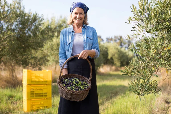 Femme exploitant des olives récoltées dans le panier — Photo