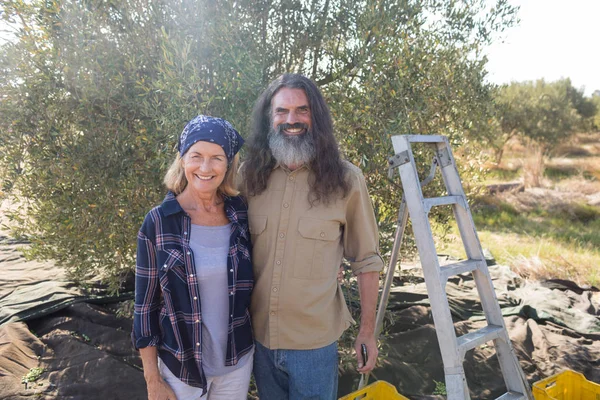Couple debout ensemble dans la ferme d'olivier — Photo
