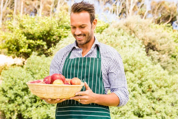 Hombre mirando manzanas en cesta — Foto de Stock