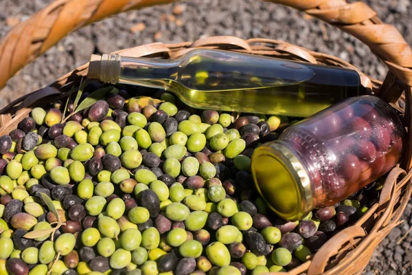 Oliver, burk och olivolja flaska i korg — Stockfoto