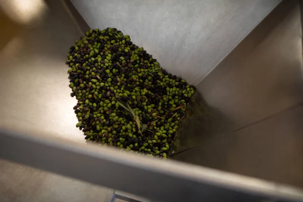 Свежие оливки обрабатываются в машине — стоковое фото