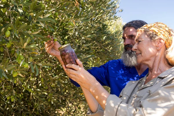Couple examinant des olives à la ferme — Photo