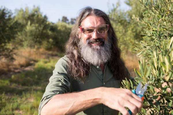 Homme taille olivier dans la ferme — Photo