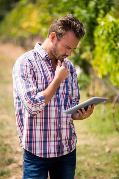 Homme utilisant tablette numérique au vignoble — Photo