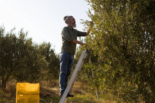 Homme récoltant des olives dans les arbres — Photo