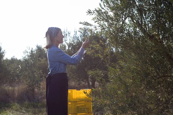 Žena sklizeň oliv ze stromu — Stock fotografie