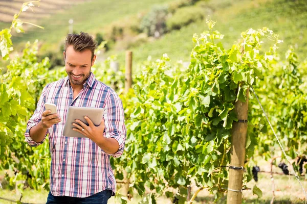 Hombre usando tableta y teléfono en el viñedo —  Fotos de Stock