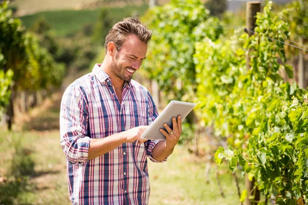 Homem usando tablet digital na vinha — Fotografia de Stock