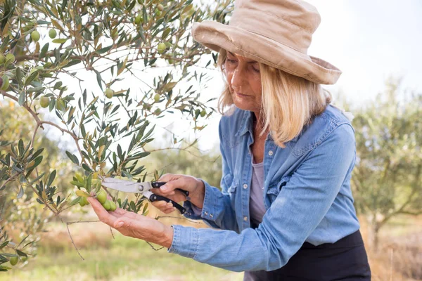Γυναίκα κλάδεμα ελιάς δέντρο στο αγρόκτημα — Φωτογραφία Αρχείου