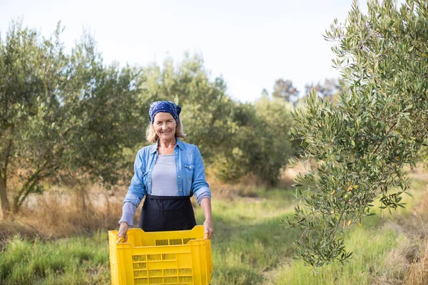 Femme exploitant des olives récoltées dans une caisse — Photo