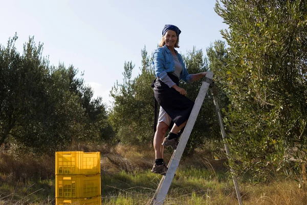 Femme récoltant des olives dans un arbre — Photo