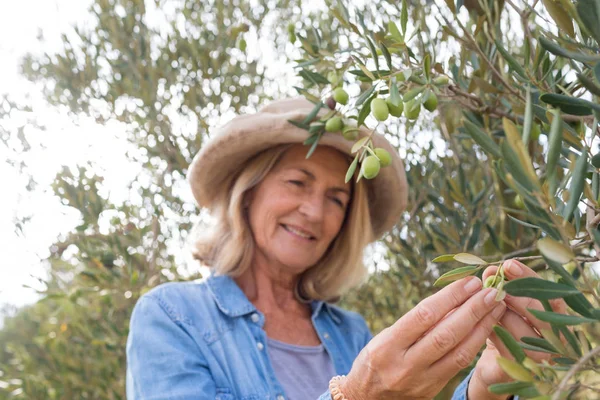 Wanita memanen zaitun dari pohon — Stok Foto