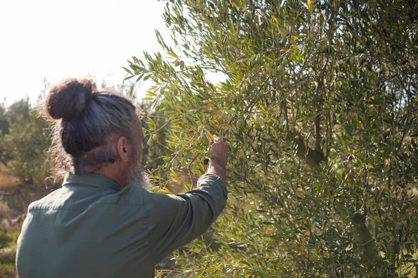 Homme récoltant des olives dans les arbres — Photo