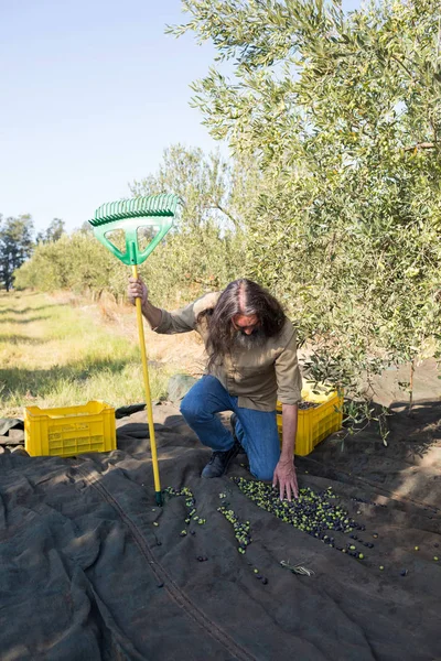 Homme touchant aux olives récoltées — Photo