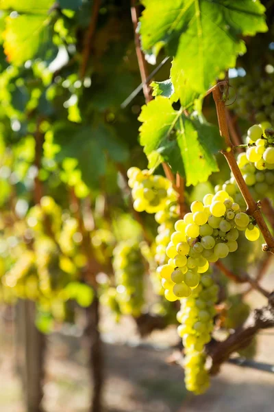 Виноград растет на винограднике — стоковое фото