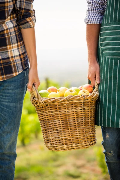 Muž a žena držící jablka do koše na vinici — Stock fotografie