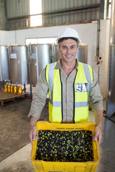 Travailleur exploitant des olives fraîches dans une caisse — Photo