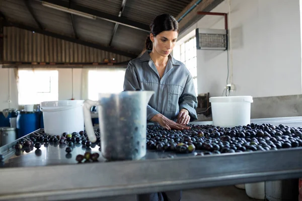 Travailleur vérifiant une olives récoltées dans l'usine — Photo