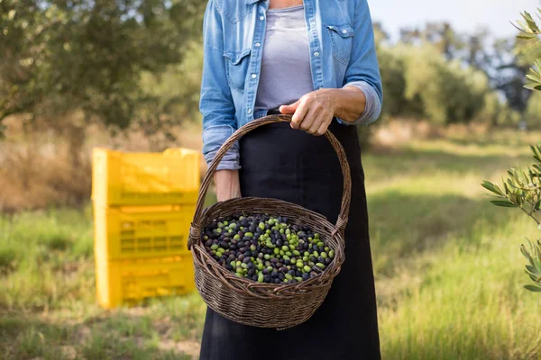 Femme exploitant des olives récoltées dans le panier — Photo